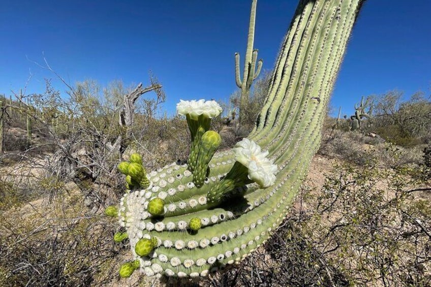 Saguaro Bloom
