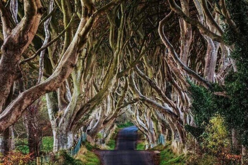 The Dark hedges