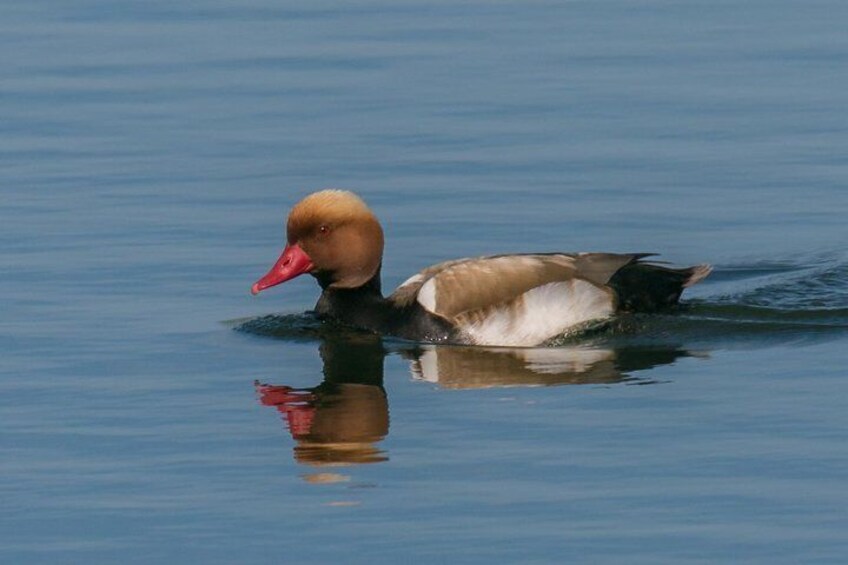 Red-crested Pochard, by Peter
