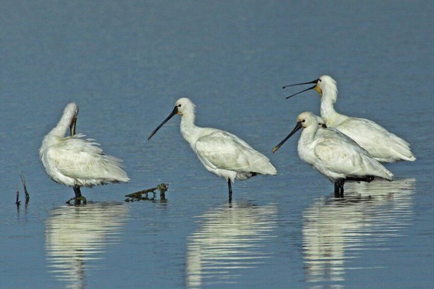 Spoonbills, by Peter Dedicoat