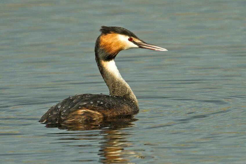 Great Crested Grebe, by Peter