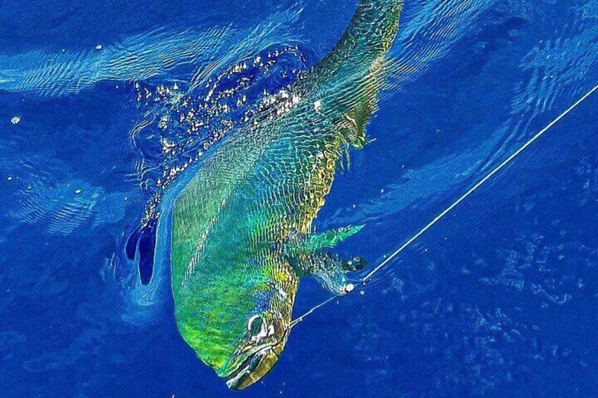 Full Day Sport Fishing Tour