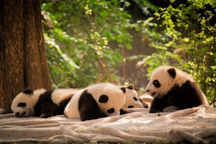 Private Chengdu Panda Breeding Research Base Tour