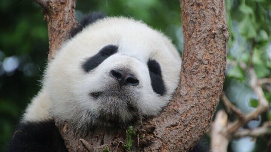 Private Chengdu Panda Breeding Research Base Tour