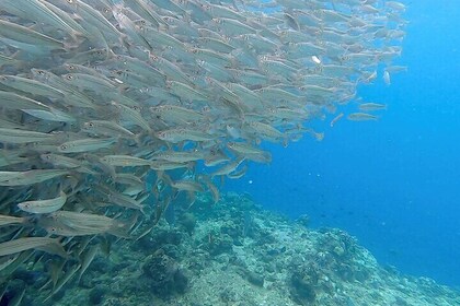 Napaling Sardines、Hinagdanan洞穴和雙人瀑布冒險