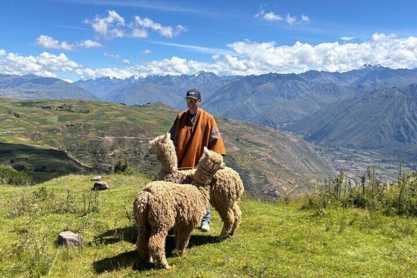 the best sacred valley tour: walk with Alpacas,culture experience