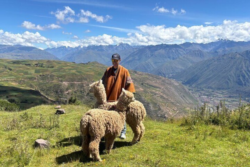 the best sacred valley tour: walk with Alpacas,culture experience