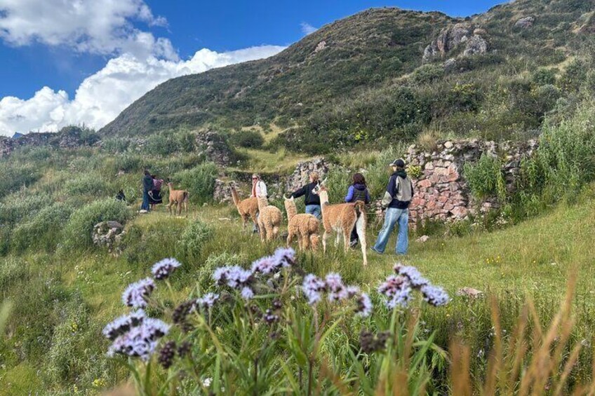 the best sacred valley tour: walk with Alpacas,culture experience