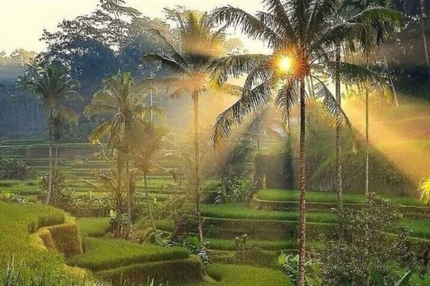 Full Day Bali Swing and Ubud Tour