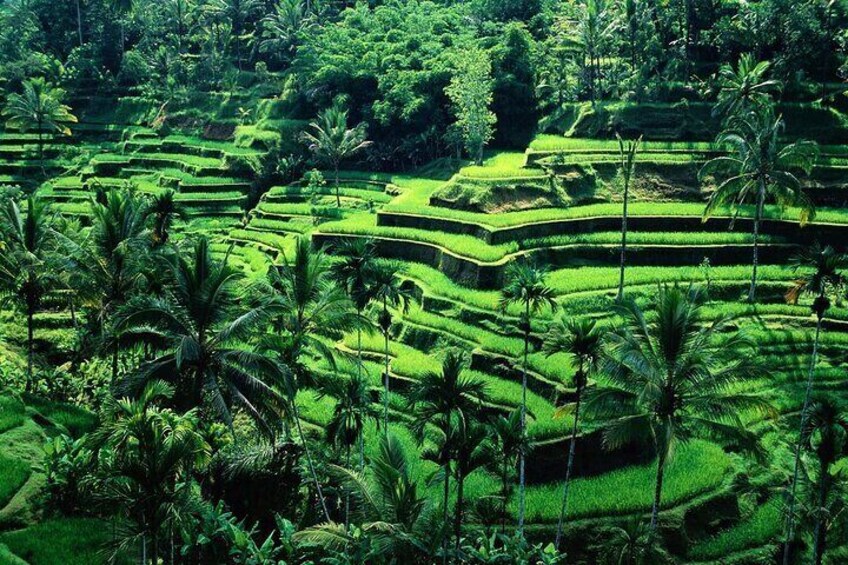 Full Day Bali Swing and Ubud Tour 