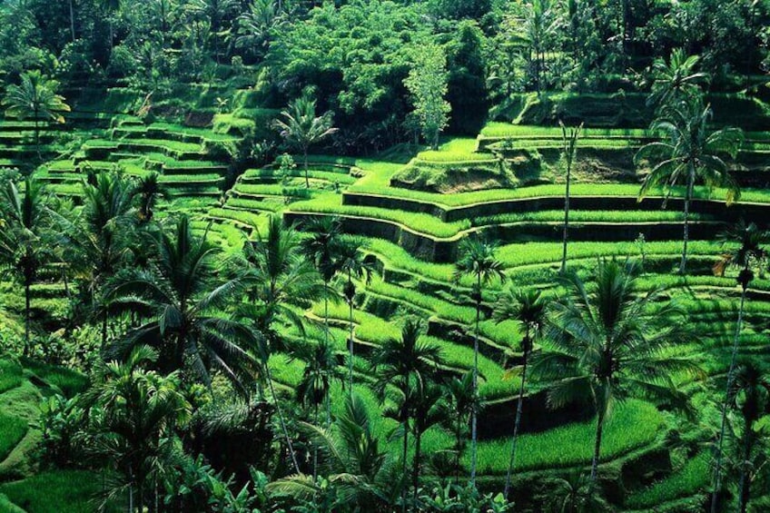 Full Day Bali Swing and Ubud Tour
