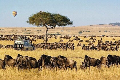 3 Day Luxury Safari at Karen Blixen Mara Camp