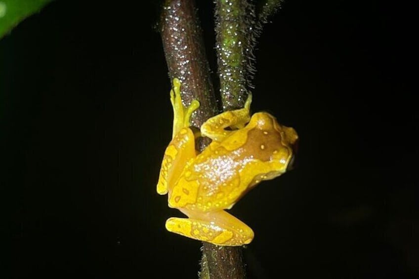 Mystical Rainforest Night Walk Wildlife Adventure After Dark
