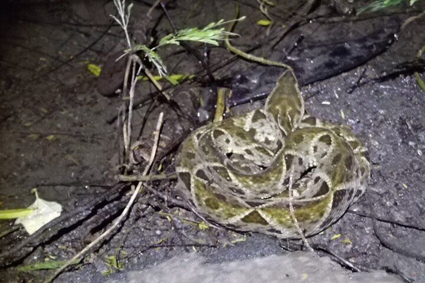 Mystical Rainforest Night Walk Wildlife Adventure After Dark
