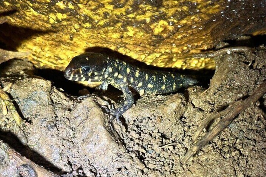 Mystical Rainforest Night Walk Wildlife Adventure After Dark