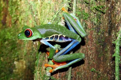 Mystical Rainforest Night Walk Wildlife Adventure After Dark