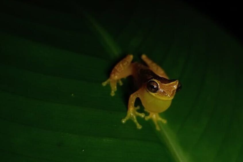 Mystical Rainforest Night Walk Wildlife Adventure After Dark