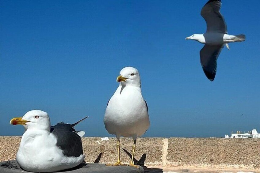 Morocco Essaouira Tour by Minivan
