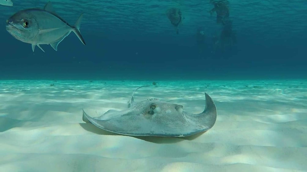 Picture 8 for Activity Cozumel: El Cielo Reef by Catamaran Snorkeling Tour