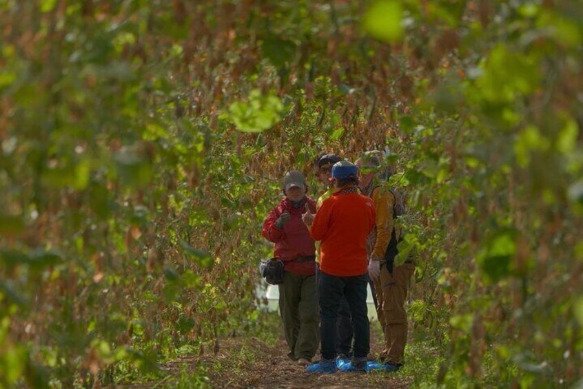 Mt. Iwate Harvest Cycling Tour: Culture and Scenic Views