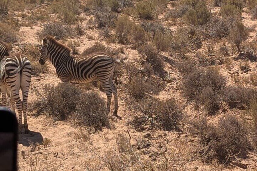 Aquila Game Reserve Safari