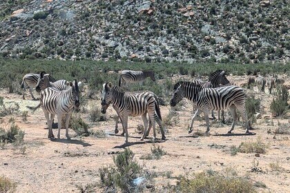 Aquila Game Reserve Safari: Private Tour