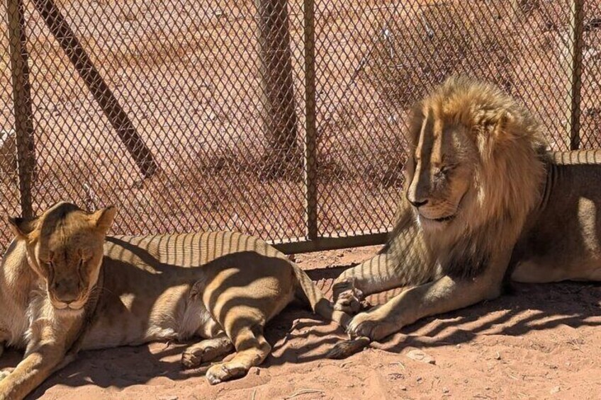 Aquila Game Reserve Safari