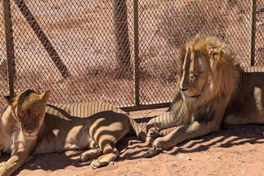 Aquila Game Reserve Safari