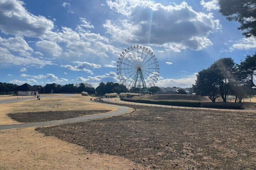 Hitachi Seaside Park & Nakaminato fish market tour 
