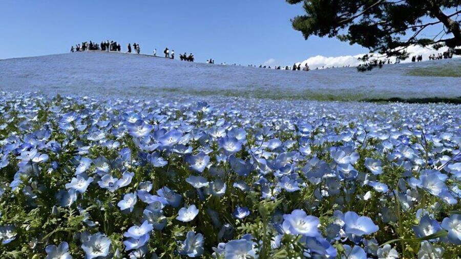Hitachi Seaside Park & Nakaminato fish market tour