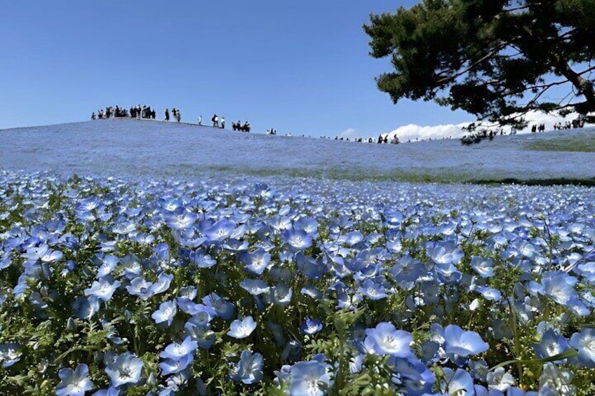 Hitachi Seaside Park & Nakaminato fish market tour 
