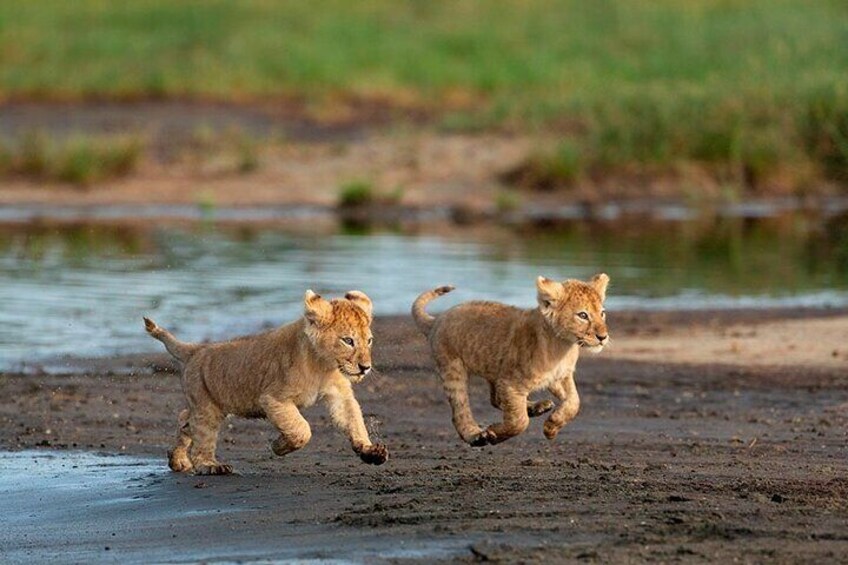 Ngorongoro crater wildlife