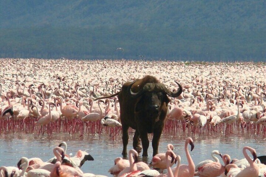 Nairobi Shared Tour with 4WD and Transportation