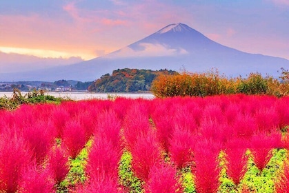 Mt Fuji Celebrity Check-in Spots and Kawaguchiko Day Tour