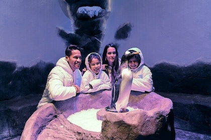 Dubai’s Top Attraction Aquarium, Underwater Zoo, and Penguin Cove