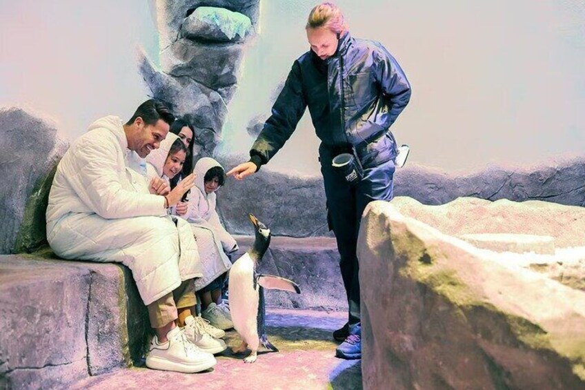 Dubai’s Top Attraction Aquarium, Underwater Zoo, and Penguin Cove