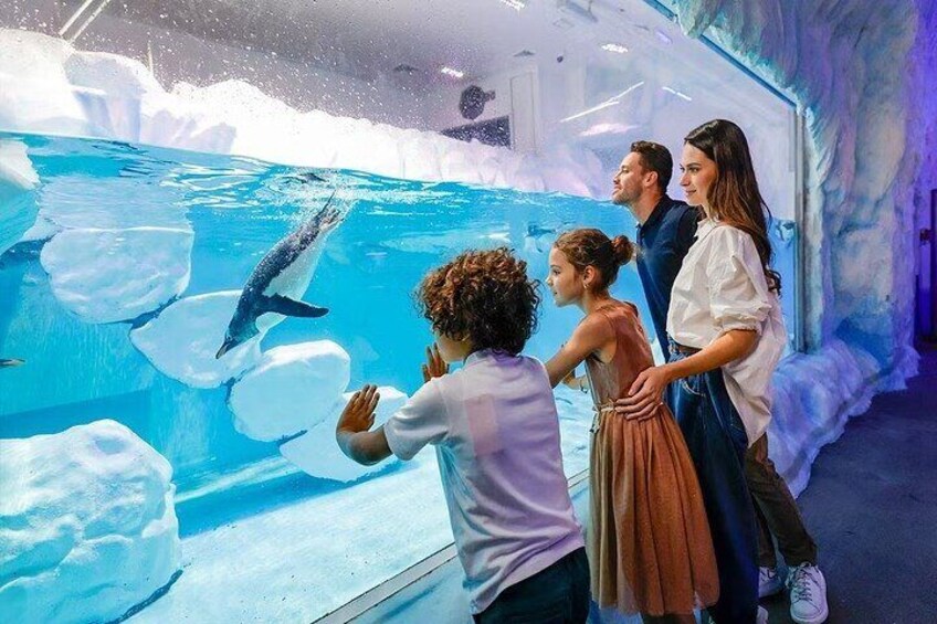 Dubai’s Top Attraction Aquarium, Underwater Zoo, and Penguin Cove