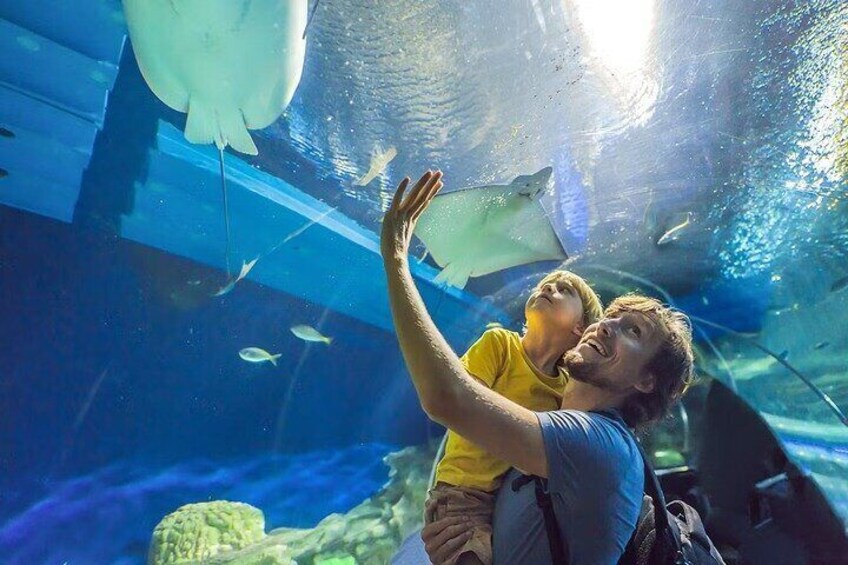 Dubai’s Top Attraction Aquarium, Underwater Zoo, and Penguin Cove