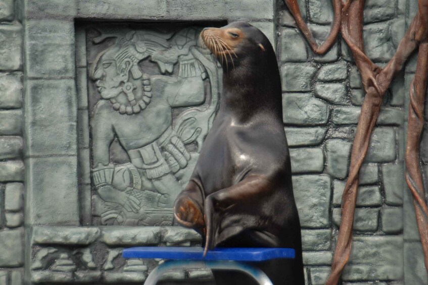 Picture 4 for Activity Cozumel: Sea Lion Program at Chankanaab Beach Adventure Park