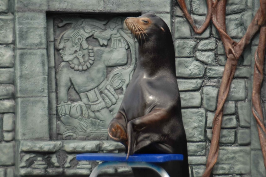 Picture 4 for Activity Cozumel: Sea Lion Program at Chankanaab Beach Adventure Park