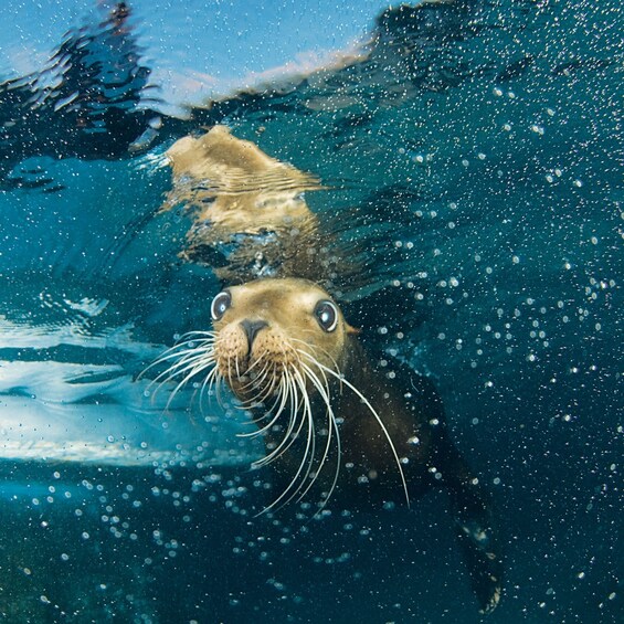 Picture 5 for Activity Cozumel: Sea Lion Program at Chankanaab Beach Adventure Park