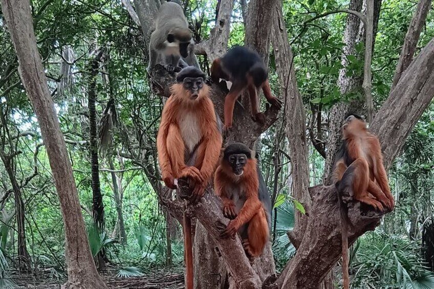 Columbus Monkeys