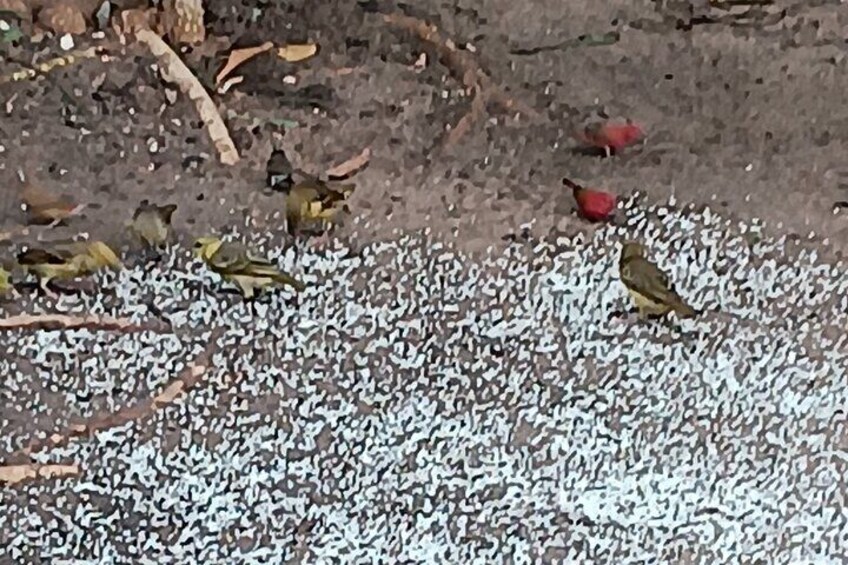 Small birds