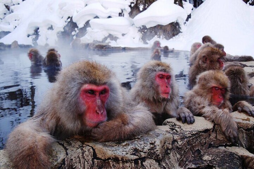 Snow Monkey Park Soba Lunch and Shibu Onsen Tour