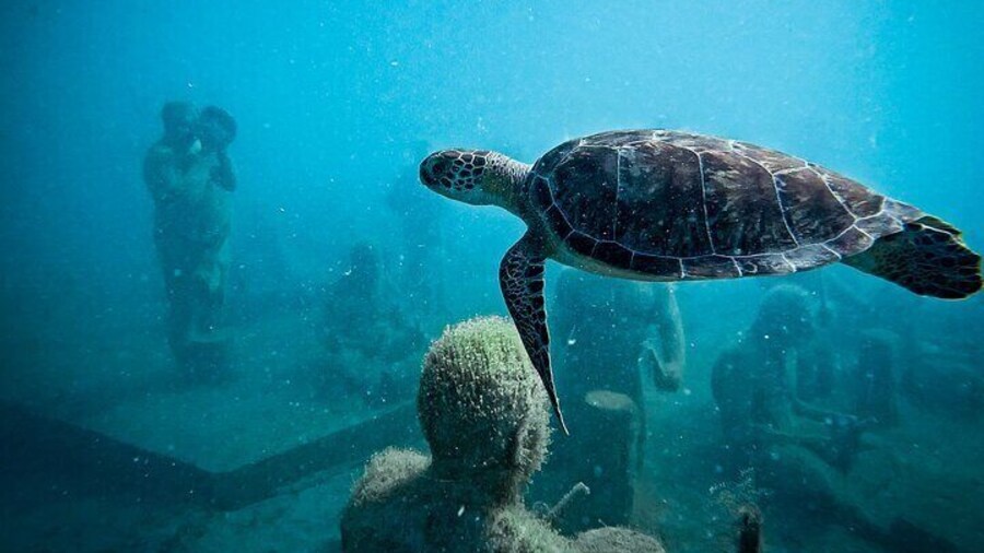Sculpture Snorkeling Adventure