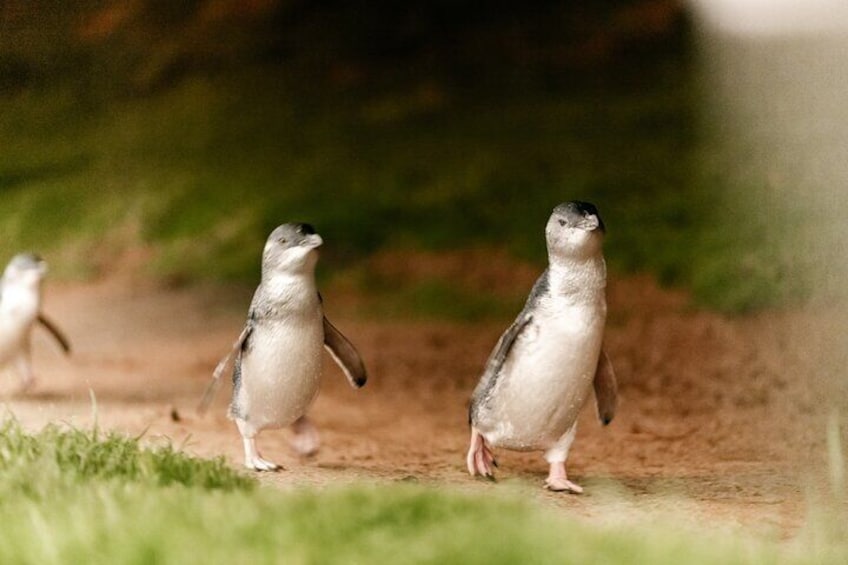 Phillip Island Tour with Italian Guide