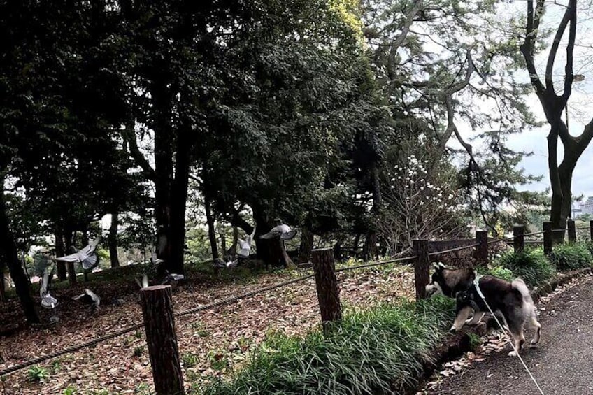 Private Shiba Inu Walk and Picnic at Edo Era Gates Tour
