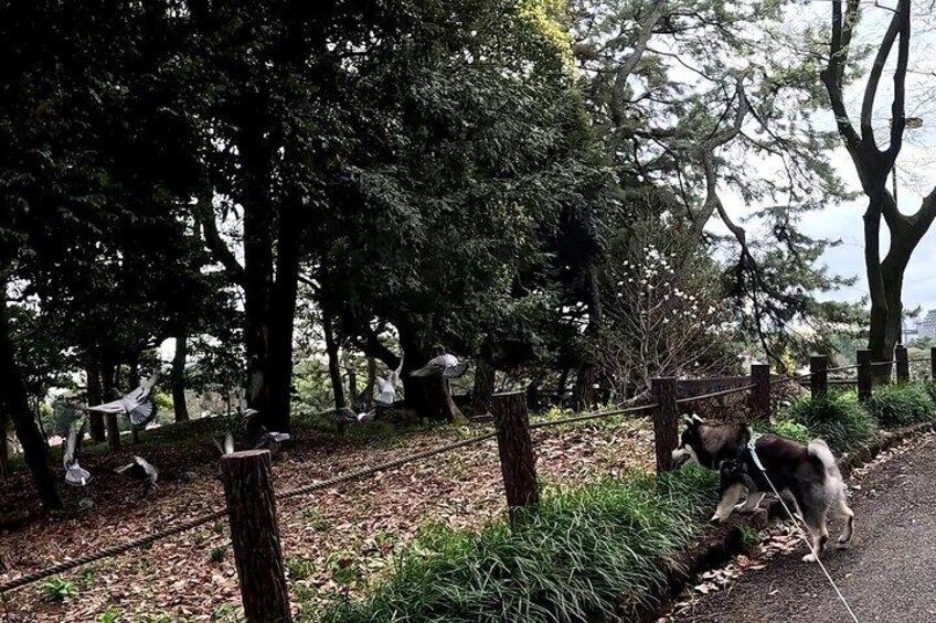 Private Shiba Inu Walk and Picnic at Edo Era Gates Tour