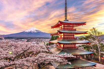 富士山景觀日遊 Arakurayama Tendi Oshino and Kawaguchiko