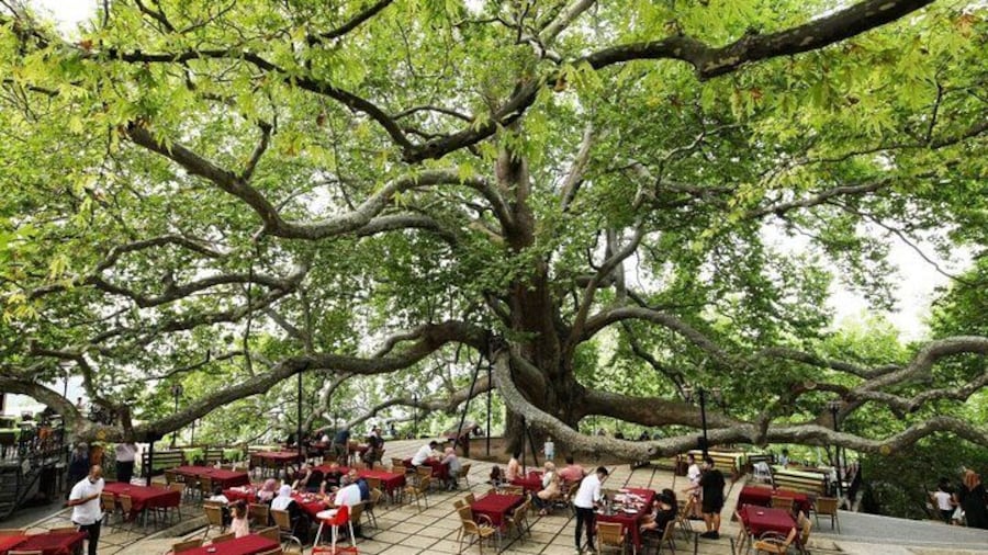 Big Tree